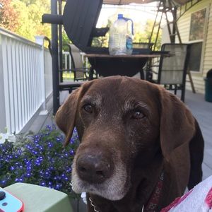 Meet your Posher, Heidi